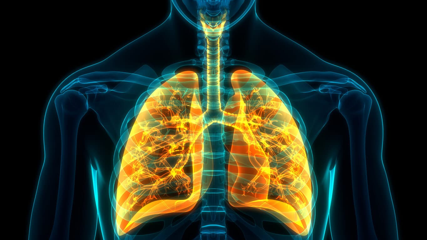  Illustration Concept of Human Respiratory System Lungs Anatomy